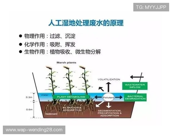 解决问鼎网页板链接打不开问题的全面指南与用户操作流程介绍